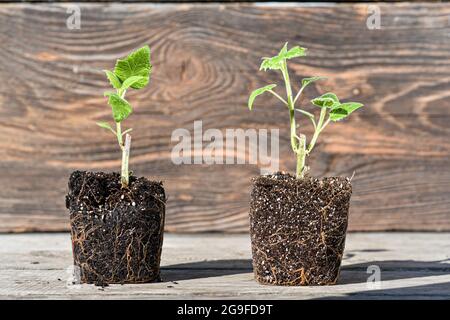 Germogli verdi giovani di albero in pentole pronte a piantare. Verde segatura di Paulownia albero. Bell'albero a crescita rapida che sta guadagnando popolarità intorno Foto Stock