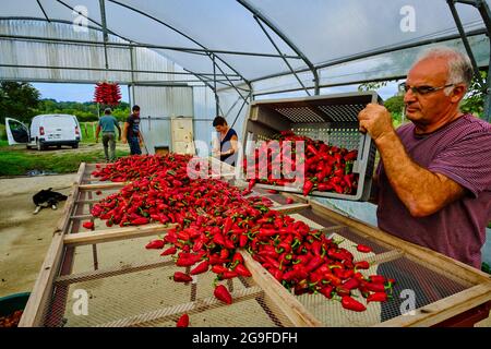 Francia, Pirenei Atlantici (64), Paesi Baschi, Espelette, peperoni Espelette Foto Stock
