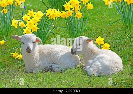 Pecora domestica, pecora valaciana, due agnelli (2 giorni) che giacciono su un prato accanto a ninfodeli in fiore. Germania Foto Stock