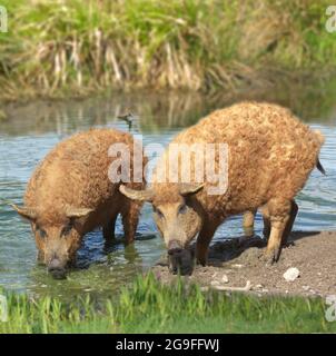 Mangalitsa Pig. Due animali rossi che foraggiano in uno stagno. Ungheria Foto Stock