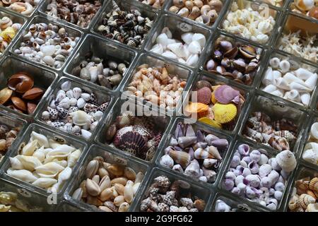 Conchiglie di mare in un negozio di articoli da regalo in Kenting, Taiwan. Foto Stock