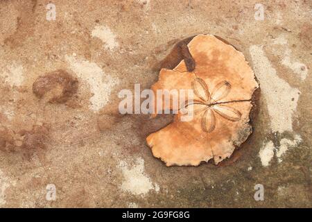 Taiwan natura - Ricci di mare fossile di Yehliu Geoparco vicino a Taipei. Foto Stock