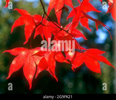 Acero giapponese lievitato in viola (Acer palmatum). Foglie in autunno. Germania Foto Stock