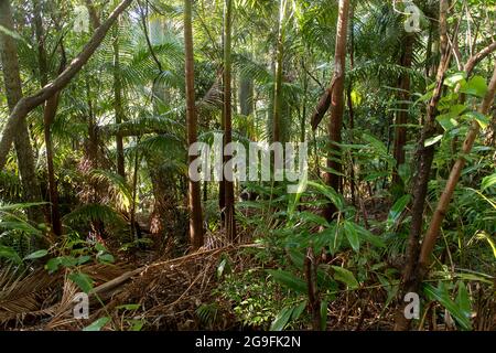 Denso e verde sottobosco di pianura subtropicale foresta pluviale con tronchi di gomma-albero, palme e gengive. Giornata invernale opaca, Tamborine Mountain, Australia. Foto Stock