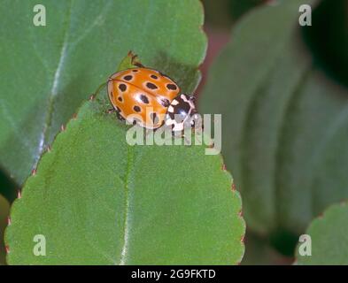 Ladybird eyed, Pino Ladybird Beetle (Anatis ocellata) su una foglia. Germania Foto Stock