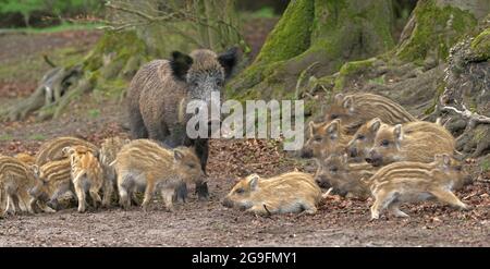 Cinghiale (Sus srofa). La donna guarda su un intero gruppo di suinetti, come in un asilo. Germania Foto Stock