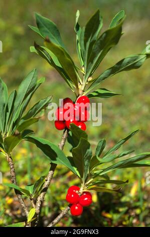 Febbraio Daphne, Mezereon (Daphne mezereum), ramoscello con bacche mature. Tirolo, Austria. Foto Stock