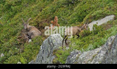 Incontro in alta montagna: Camosci (Rupicapra rupicapra) e Ibex Alpino (Capra ibex). Vallese, Svizzera Foto Stock