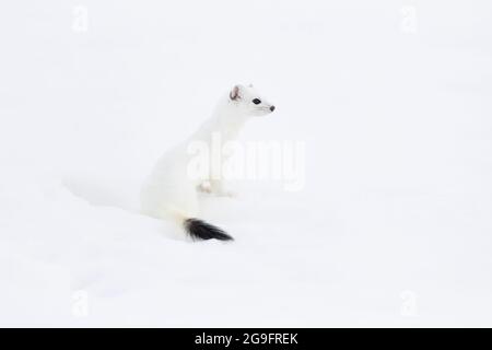 Ermine, Stoat (Mustela erminea). Adulto in livrea di vino nella neve. Svizzera Foto Stock