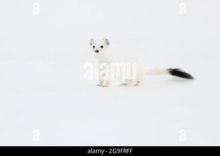 Ermine, Stoat (Mustela erminea). Adulto in livrea di vino nella neve. Svizzera Foto Stock