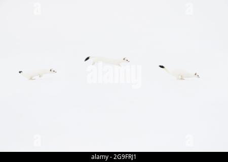 Ermine, Stoat (Mustela erminea). Adulto in livrea di vinca che salta nella neve. Svizzera. Sequenza, composizione digitale Foto Stock