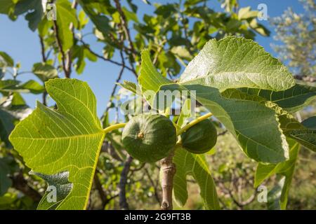 Mazzo di fichi verdi non maturi su un fico. Foto Stock