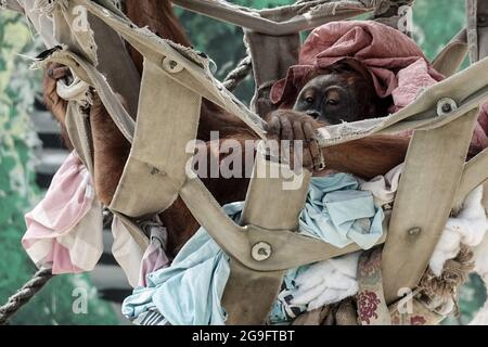 Ramat Gan, Israele. 26 luglio 2021. Orangutan Tana femmina nidifica con neonato. Per la prima volta in undici anni una bambina femminile Sumatran Orangutan è nata il 10 luglio 2021 al Safari Zoological Center di madre Tana, 12 anni, e padre Mercy, 11. Tutte le scimmie sono state fortunatamente intorte quando un razzo hamas ha colpito vicino, danneggiando pesantemente il recinto di Orangutan, durante l'operazione Guardian delle pareti nel maggio 2021. Il Sumatran Orangutan è stato etichettato ‘criticamente minacciato' dall'Unione Internazionale per la conservazione della natura. Credit: NIR Alon/Alamy Live News Foto Stock