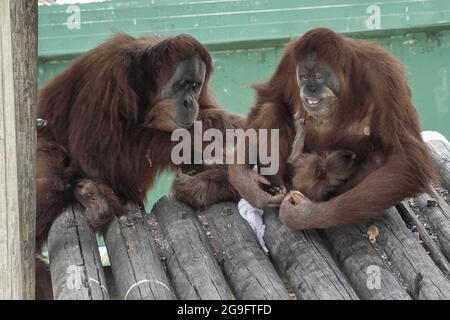 Ramat Gan, Israele. 26 luglio 2021. Tana (R) consente a Mercy (L), una breve panoramica del loro neonato. Per la prima volta in undici anni una bambina femminile Sumatran Orangutan è nata il 10 luglio 2021 al Safari Zoological Center di madre Tana, 12 anni, e padre Mercy, 11. Tutte le scimmie sono state fortunatamente intorte quando un razzo hamas ha colpito vicino, danneggiando pesantemente il recinto di Orangutan, durante l'operazione Guardian delle pareti nel maggio 2021. Il Sumatran Orangutan è stato etichettato ‘criticamente minacciato' dall'Unione Internazionale per la conservazione della natura. Credit: NIR Alon/Alamy Live News Foto Stock