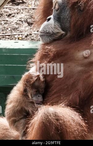 Ramat Gan, Israele. 26 luglio 2021. Per la prima volta in undici anni una bambina femminile Sumatran Orangutan è nata il 10 luglio 2021 al Safari Zoological Center di madre Tana, 12 anni, e padre Mercy, 11. Tutte le scimmie sono state fortunatamente intorte quando un razzo hamas ha colpito vicino, danneggiando pesantemente il recinto di Orangutan, durante l'operazione Guardian delle pareti nel maggio 2021. Il Sumatran Orangutan è stato etichettato ‘criticamente minacciato' dall'Unione Internazionale per la conservazione della natura. Credit: NIR Alon/Alamy Live News Foto Stock