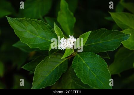 Un primo piano di una fioritura bianca di un Osier Rosso o Dogwood Foto Stock
