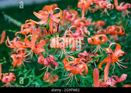 Un grappolo di fiori di Tiger Lily completamente aperti nel giardino Foto Stock