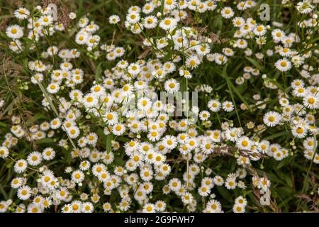 Daisy fleabane (Erigeron annuus) nel Wahner Heath, Troisdorf, Nord Reno-Westfalia, Germania. Einjaehriges Berufkraut (Erigeron annuus) in der Foto Stock