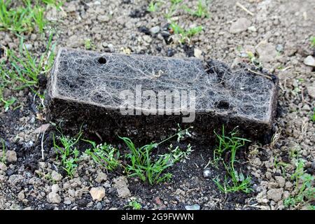 Terreno umido scuro da vaso di fiori riempito con creepy osservare piante radici mesh lasciato in locale suburbano casa di famiglia giardino urbano circondato da suolo asciutto Foto Stock