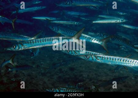 Yellowmouth Barracuda (Sphyraena viridensis) nel Mar Mediterraneo Foto Stock