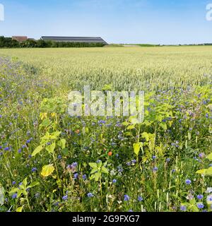 corn field and summer flowers under blue sky on the dutch island of texel under blue summer sky Foto Stock