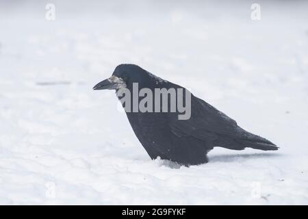 Rook (Corvus frugilegus), adulto in piedi nella neve. Germania Foto Stock