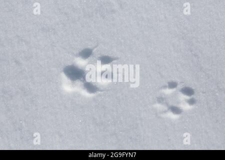 Red Fox (Vulpes vulpes vulpes), via nella neve. Germania Foto Stock