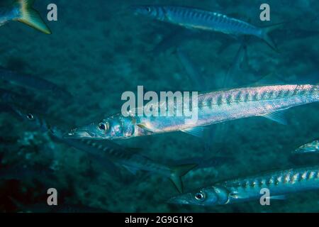 Yellowmouth Barracuda (Sphyraena viridensis) nel Mar Mediterraneo Foto Stock