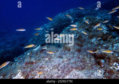 Una Wrasse ornata (Thalassoma pavo) nel Mar Mediterraneo Foto Stock