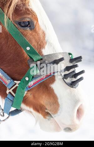 Quarto di cavallo. giovane mare con halter anti-suck. Austria Foto Stock