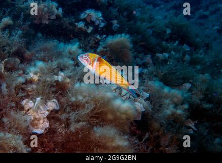 Una Wrasse ornata (Thalassoma pavo) nel Mar Mediterraneo Foto Stock