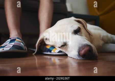 Il vecchio cane che dorme sulla gamba il suo proprietario. Fidelizzazione labrador riever riposarsi a casa. Foto Stock