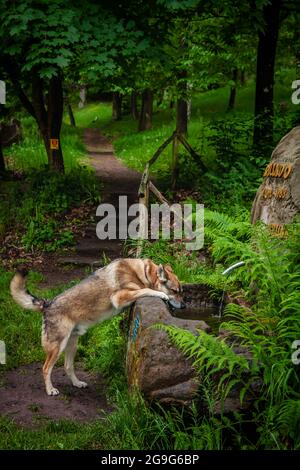 Il cane lupo beve acqua dalla fontana della foresta Foto Stock