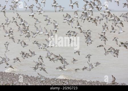 Nodo (Calidris canutus). Gregge in volo. Schleswig-Holstein, Germania Foto Stock