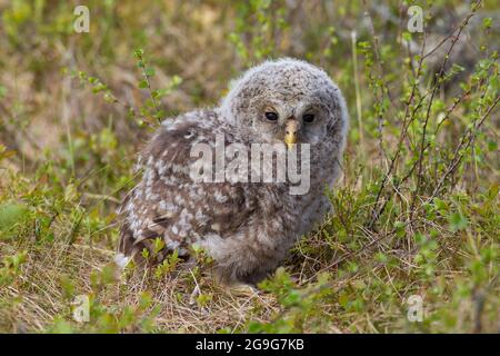 Ural Owl (Strix uralensis). In piedi per terra. Svezia Foto Stock