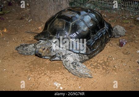 La tartaruga asiatica (Manouria emys), nota anche come tartaruga asiatica bruna, è una specie di tartaruga della famiglia Testudinidae. La s Foto Stock