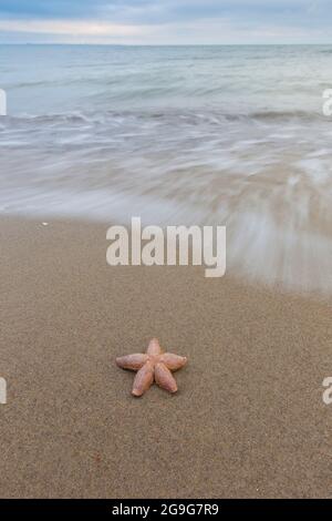 Starfish comune, comune europeo Seastar (Asterias rubens). Stelle marine morte su una spiaggia. Schleswig-Holstein, Germania Foto Stock