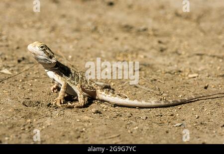 Il drago centrale (Pogona vitticeps), noto anche come drago ribassato nell'entroterra, è una specie di lucertola di agamide che si trova in una vasta gamma di aride a. Foto Stock