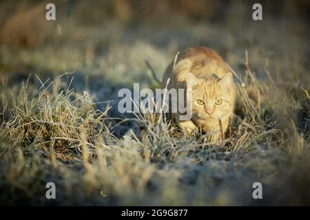 Gatto domestico. Tabby rosso adulto che stalking su un prato coperto di hoarfrost. Germania Foto Stock
