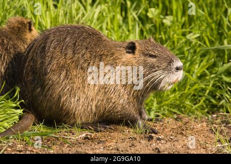 Il coypu, o nutria (Myocastor coypus), è un roditore erbivoro semi-acquatico che si nutre di piante fluviali e vive in burrows lungo le rive del fiume. È nat Foto Stock