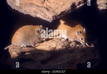 Il mouse dorato del Spiny (Russatus di Acomys) è onnivoro e si nutre sui semi, sulle piante del deserto, sulle lumache e sugli insetti. Vivendo in regioni desertiche, è un xerico Foto Stock