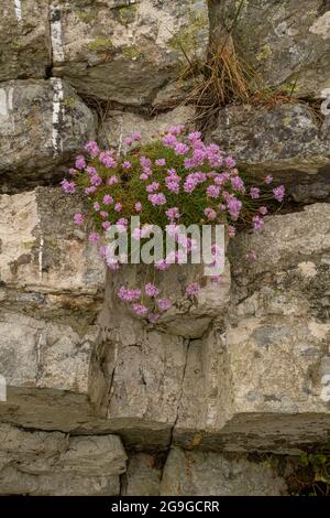 Rosa di mare o Thrift che crescono in una fessura rocciosa sulle scogliere sopra la baia di Hell's bocca Porth Neigwl vicino Abersoch. Galles Foto Stock