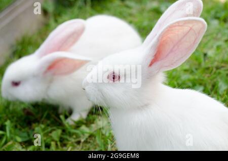 Coniglio bianco piccolo 2 mesi di età, razza di sidina gigante in un corrale su erba verde. Paesaggio naturale, messa a fuoco selettiva Foto Stock