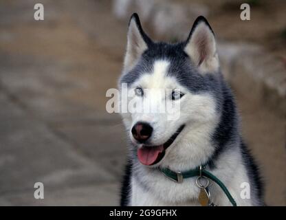 Primo piano Husky Siberiano Foto Stock