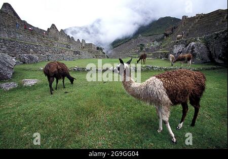 Llama sul sentiero Inca a Machu Picchu (conosciuto anche come Camino Inca). Foto Stock