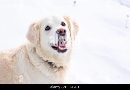 Il grande cane labrador Golden Retriever bianco in paesaggio invernale corre nella neve. Foto Stock