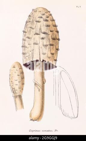 Coprinus comatus / Shaggy Ink Cap illustrazione da Mordecai Cooke 'Plain & Easy account of British fungi' 1876. Funghi selvatici commestibili nel Regno Unito. Foto Stock