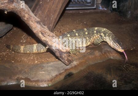 Il monitor del Nilo (Varanus niloticus) questa lucertola usa la sua lingua per rilevare le sostanze chimiche nell'aria che possono allertarla alla presenza di preda. Ci vuole una W. Foto Stock