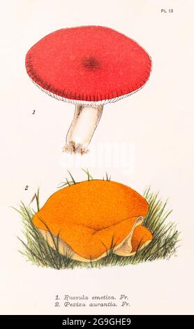 Russula emetica / Sickener & Peziza aurantia [Aleuria aurantia / Orange Peel Fungus] in Mordecai Cooke 'Plain & Easy account of British fungi' 1876. Foto Stock