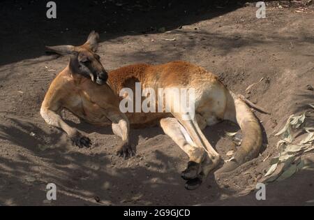 Il canguro rosso (Osphranter rufus) è il più grande di tutti i canguri, il più grande mammifero terrestre nativo dell'Australia, e la più grande marsupa esistente Foto Stock